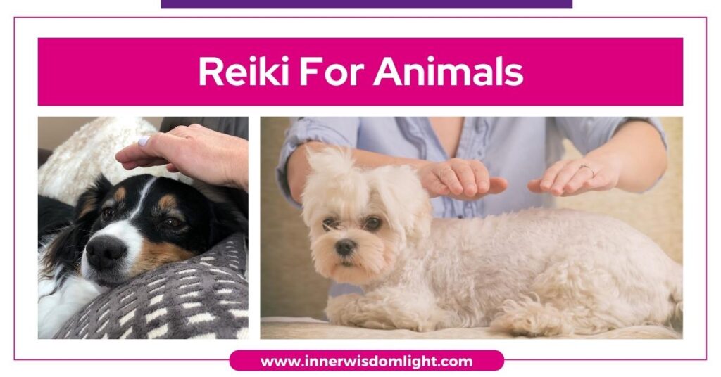 Reiki For Animals 2 Reiki For Animals
